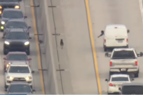 Dog Rescued on Freeway