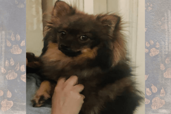 Pet Cane Corso Mauls 2-Year-Old Pomeranian to Death in Chandigarh’s Sector 37