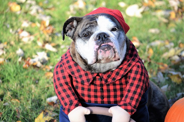 The Best English bulldog Costumes for Couples Matching Outfits for You and Your Dog