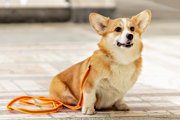 Why My Dog is Losing Hair Is It Alopecia