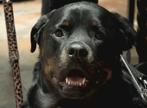 Woman Raising Funds for Her Dog Bailey's Surgery