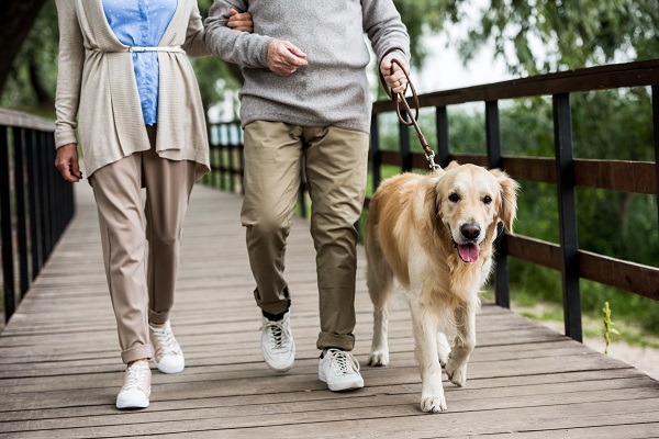 11 Beneficial Supplements for A Senior Golden Retriever