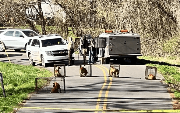 A Group of Stray Dogs in Jefferson County Attacked A 65-Year-Old Man