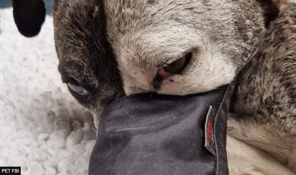 Dog Died After Being Buried Alive in Londonderry