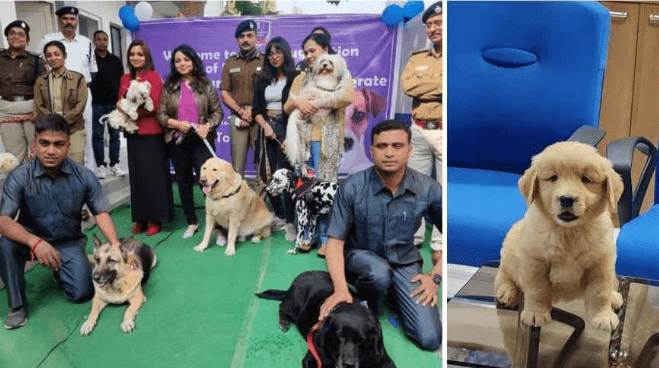 Dog Ready to Join New Town Police Dog Squad, Rescued by The Shelter
