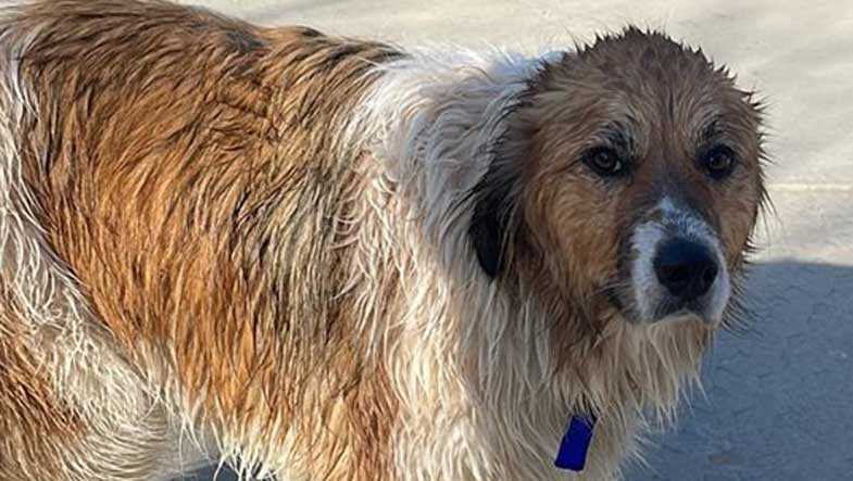 Man & Dog Rescued from A Frigid Pond in Racine County