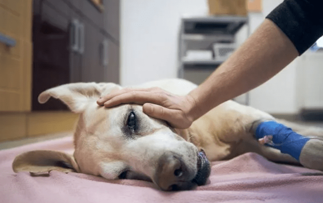 Missing Family Dog Euthanized Within Hours of Arriving at Shelter