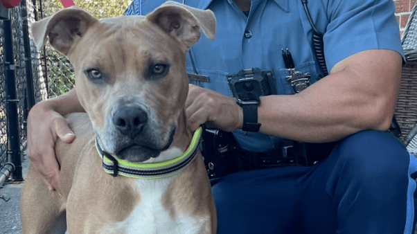 Revere Man Pleads Guilty On Animal Cruelty Charges