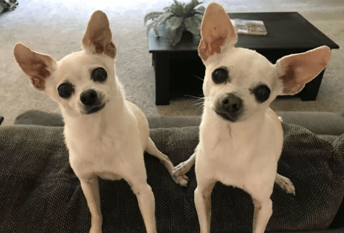 Watch: Dog Asking Mom to Check On Brother After Someone Has Passed