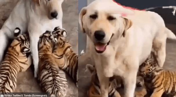 Watch Dog Fosters Tiger Cubs & Breastfeeds; The Bond Between Big Cats & Dogs Is Phenomenal