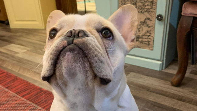 A Reward of $2000 Was Offered for The Return of a Dog Believed to Be Stolen