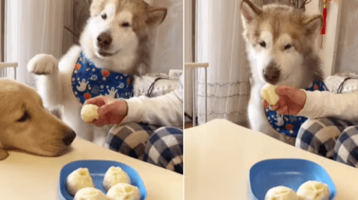 Dog Encourages Pet Owner to Prioritize Feeding Little Sister First