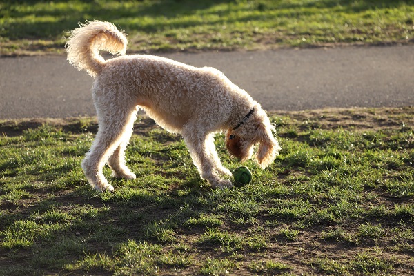 How to Create Enrichment Games for Your Dog by Yourself