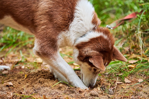 Reasons Why You Should Let Your Dog Sniff a Lot During Walks