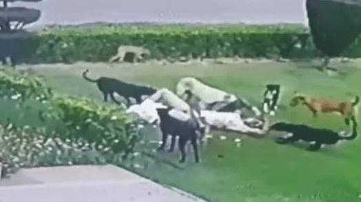 Tragic Death Man Mauled To Death By Stray Dogs In Aligarh, U.P.