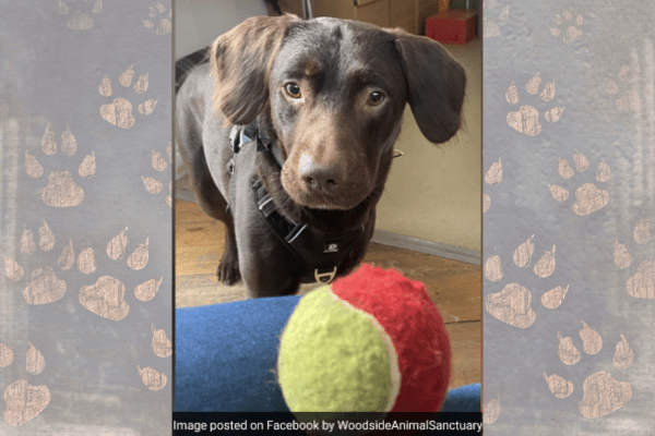 UK Dog Receives Treatment for Alcohol Addiction - A Rare Case