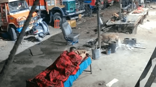 A leopard attacks a dog sleeping next to a man. Watch chilling video