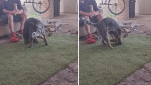 Amusing Reactions Hilarious Video Shows Dogs' Confusion with Fake Grass - Watch Inside!