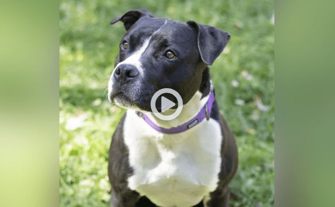 Dog is still looking for its Home After 4 years at Shelter in Woodford County, US