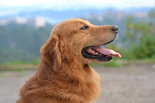How Much Do Golden Retrievers Shed