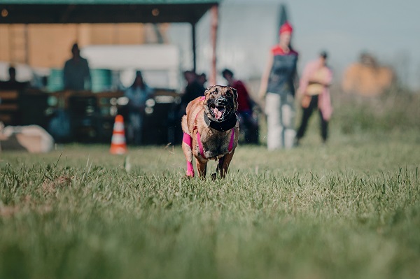 How to Handle Dominant Dog Behavior with Compassion