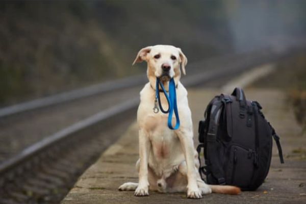 IRCTC Takes a Step Towards Pet-Friendly Travel with Online Ticket Booking