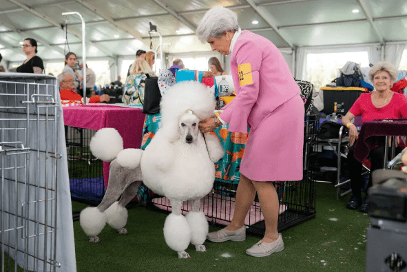 Pink the Standard Poodle Most Topiary!