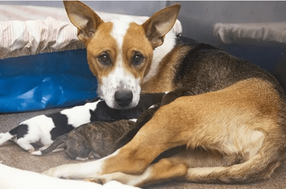 Pregnant Dog Survives Rattlesnake Bite, Gives Birth to 7 Puppies After Rescue