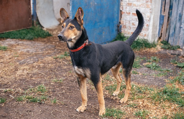 Retired Principal Injured in Stray Dog Attack at Jankipuram in Lucknow