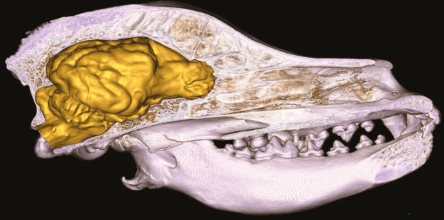 Scientists Discover Dog Brains Growing Larger Against All Odds