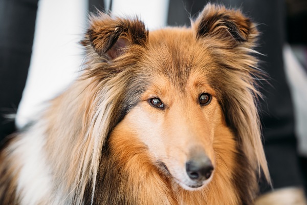 Shetland Sheepdog Dog Breed Information