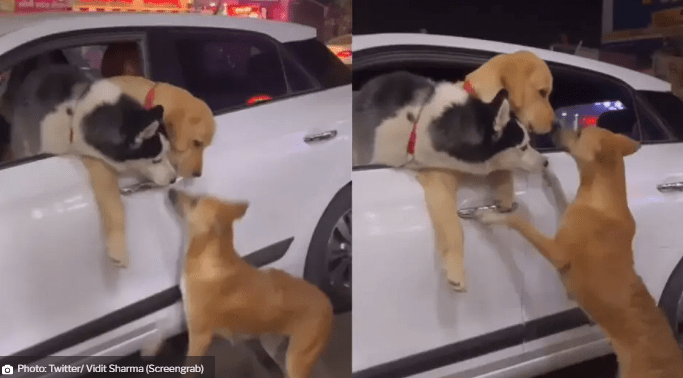 Street Dog Bonds with Siberian Husky and Golden Retriever in Heart-Melting Video