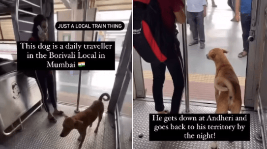 Street Dog Takes the Borivali local in Mumbai Daily, Watch it