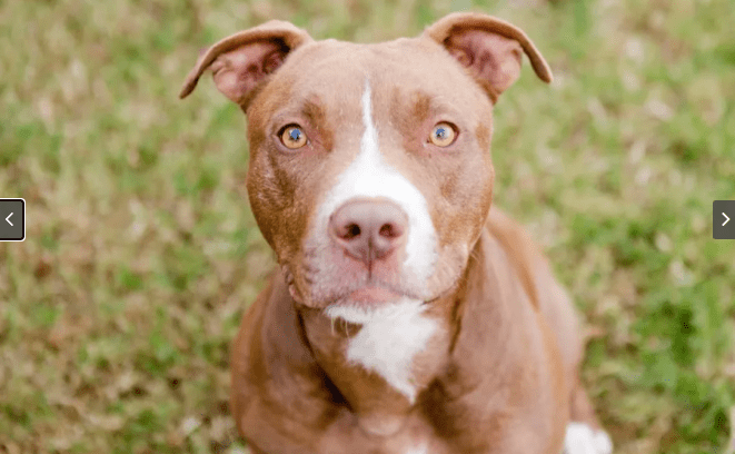 Watch Dog's Epic Reaction to Finally Getting Green Lush BackYard