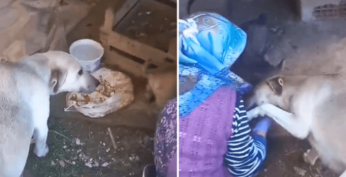 Watch How Dog Mama Thanks the Woman For Feeding Her Pups (2)