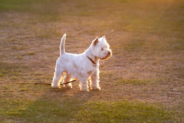 Complete Guide on Choosing Wheaten Terrier Puppy