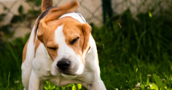 Why Is My Dog Shaking His Head Causes, Symptoms, And Solutions