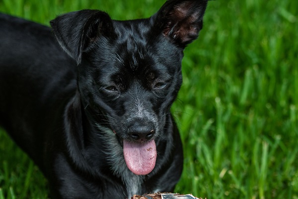Black Spots on Your Dog's Tongue What Do They Mean