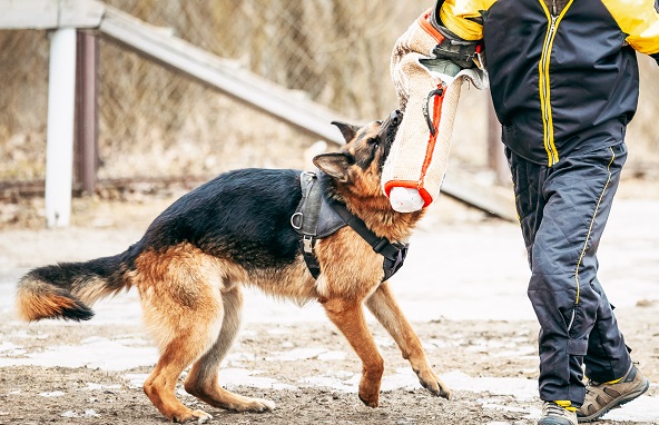 How to Train Your Dog Properly?