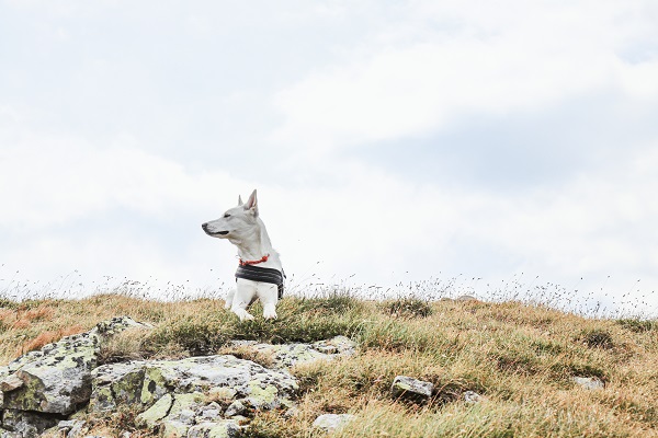 Missing Dog Found Alive After 5 Weeks on Remote Mountain