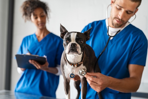 Nutrition Guidelines for Dogs with Heart Diseases In 2023