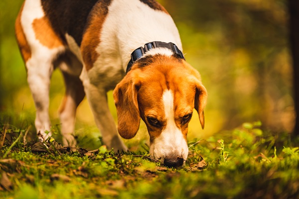Scent Training For Dogs - A Comprehensive Guide