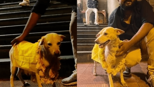 This Dog's Baby Shower is Sure to Warm Your Heart