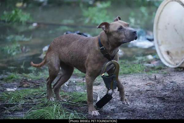 Chennai Undertakes Major Operation to Rescue Blind Stray Dog