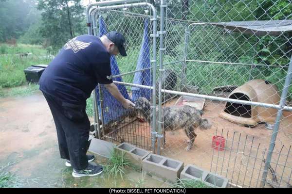 70 Dogs Rescued from Flooded Properties in Newton, Mississippi