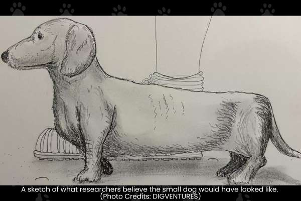 Ancient Remains of Roman Lap Dog Unearthed at Popular Walking Spot in Oxfordshire