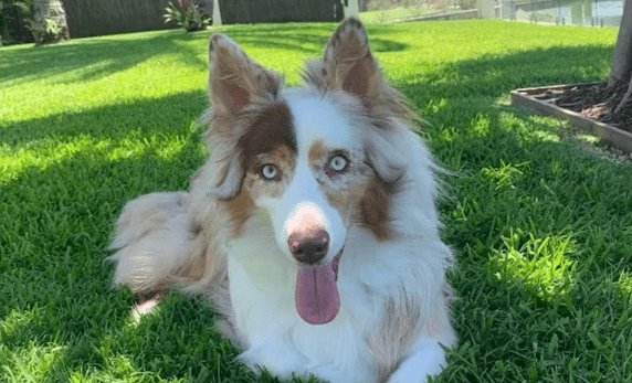 Blind Dog Bowie Found Safe and Sound 300km Away from Gold Coast Residence