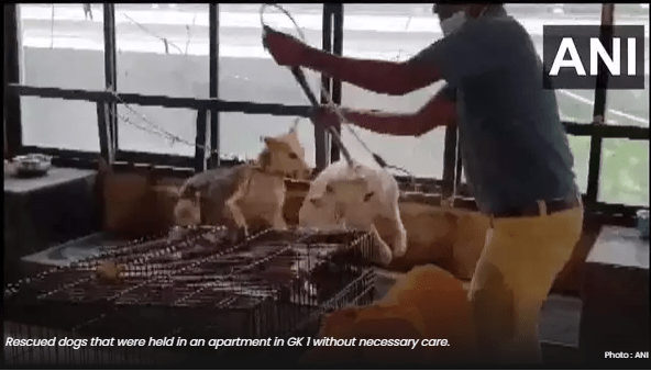 Delhi Police Rescue 14 Neglected Street Dogs from Residence in Greater Kailash