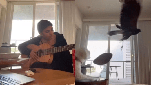 Dog Transforms into Guardian Angel as Hawk Intrudes Pet Parent's Room