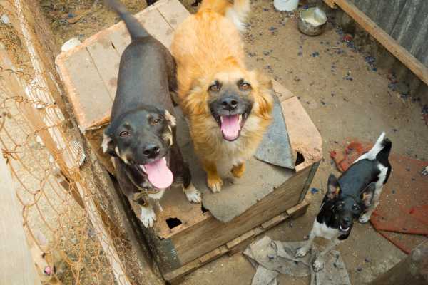 GVMC Set to Sterilise 15,000 Stray Dogs in Visakhapatnam